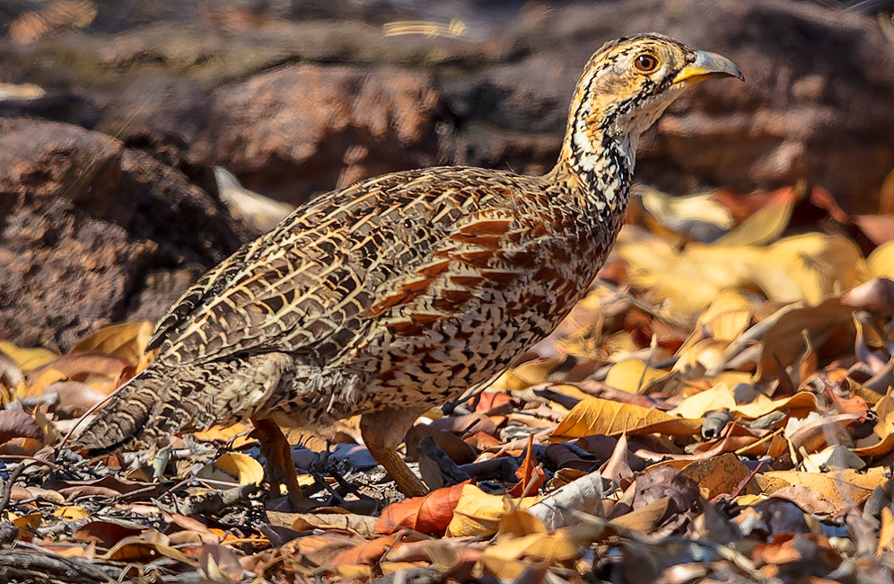 Shelley's Francolin